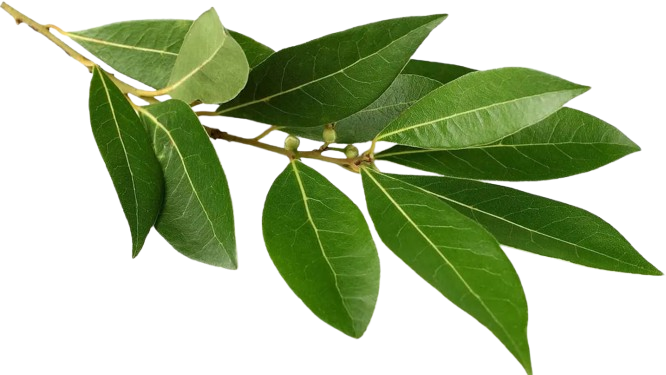 image removebg preview (2)